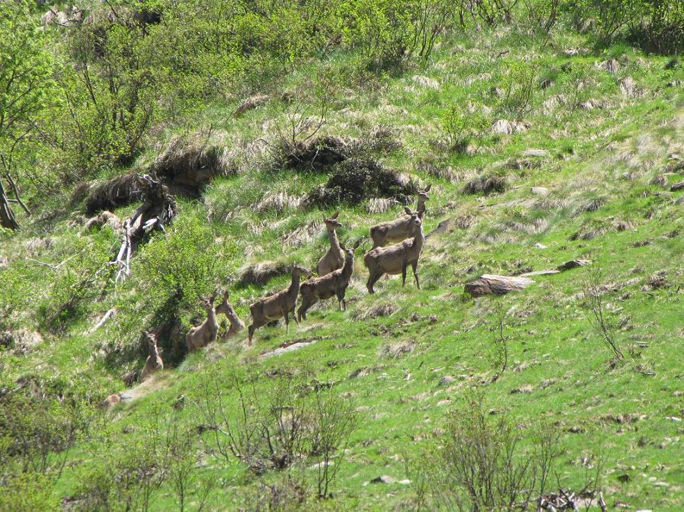 Tra i cervi, uno strano animale; urge identificatore